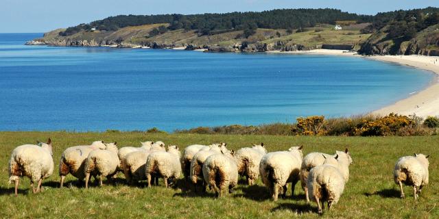 Déguster local, Nature - île photogénique,Belle île en mer, île de Bretagne, Bretagne sud, au large du Golfe du Morbihan