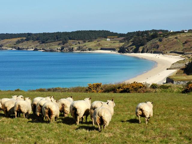 Déguster local, Nature - île photogénique,Belle île en mer, île de Bretagne, Bretagne sud, au large du Golfe du Morbihan