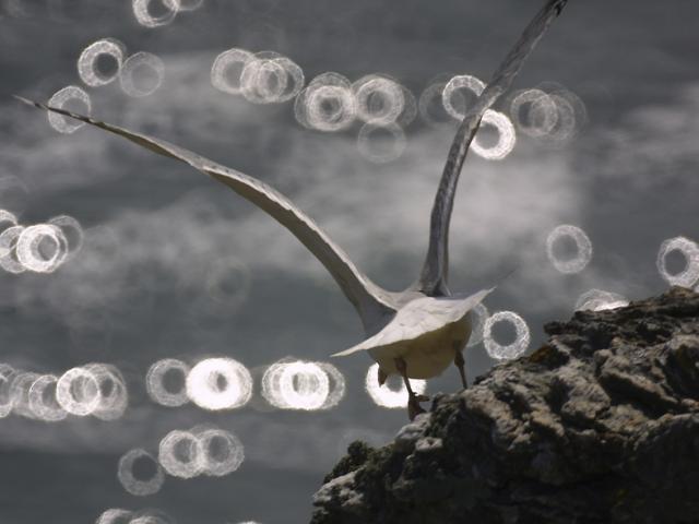 Nature - île photogénique, Belle île en mer, île de Bretagne, Bretagne sud, au large du Golfe du Morbihan