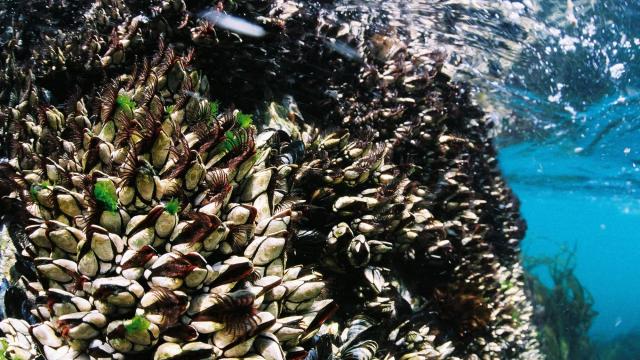 Déguster Local, Belle île en mer, île de Bretagne, Bretagne sud, au large du Golfe du Morbihan