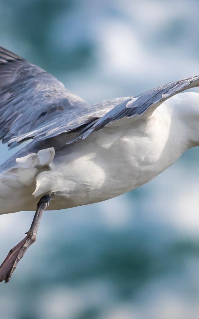 Nature - île photogénique, Belle île en mer, île de Bretagne, Bretagne sud, au large du Golfe du Morbihan