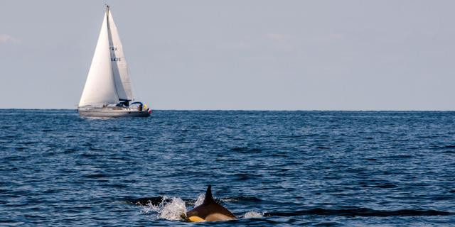 plaisance, Nature - île photogénique, Océan - Profiter de l'Océan