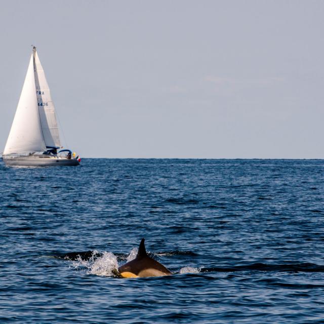 plaisance, Nature - île photogénique, Océan - Profiter de l'Océan