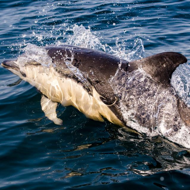 plaisance, Nature - île photogénique, Océan - Profiter de l'Océan