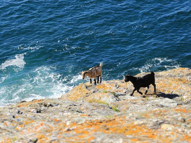 Océan - Profiter de l'Océan, Randonner autour de l'île, Nature île photogénique, Belle île en mer, île de Bretagne, Bretagne sud, au large du Golfe du Morbihan