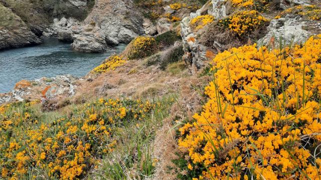 Nature - île photogénique, Belle île en mer, île de Bretagne, Bretagne sud, au large du Golfe du Morbihan