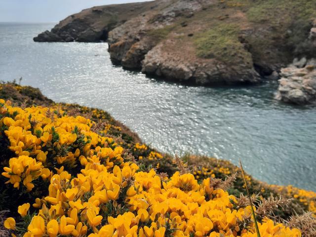 Nature - île photogénique, Belle île en mer, île de Bretagne, Bretagne sud, au large du Golfe du Morbihan