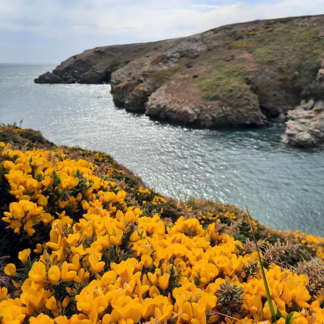 Nature - île photogénique, Belle île en mer, île de Bretagne, Bretagne sud, au large du Golfe du Morbihan