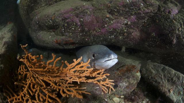 Nature - île photogénique Océan - Profiter de l'Océan, Belle île en mer, île de Bretagne, Bretagne sud, au large du Golfe du Morbihan