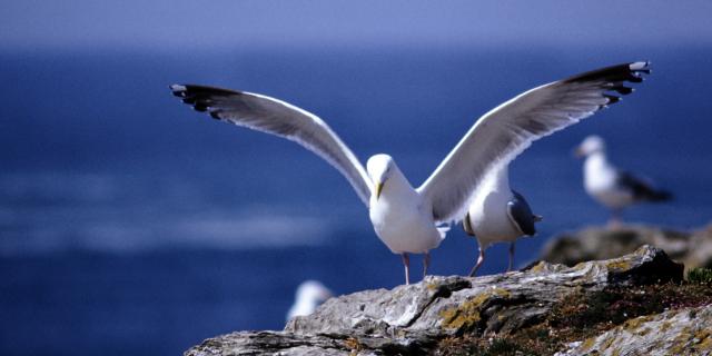 Nature île Photogénique, Belle île En Mer, île De Bretagne, Bretagne Sud, Au Large Du Golfe Du Morbihan