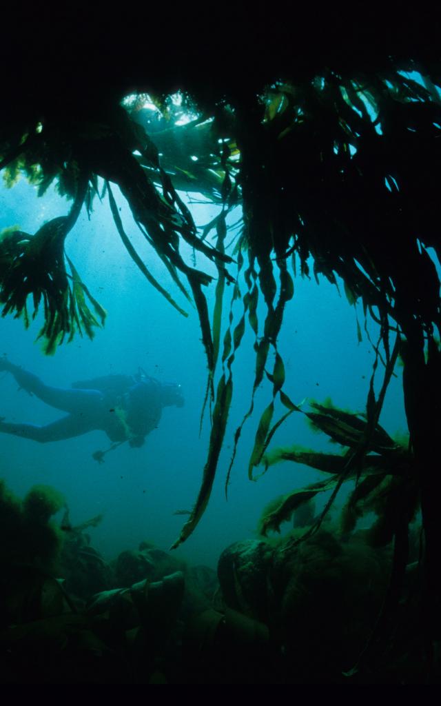 Nature - île photogénique Océan - Profiter de l'Océan, Belle île En Mer, île De Bretagne, Bretagne Sud, Au Large Du Golfe Du Morbihan