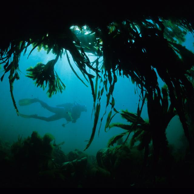 Nature - île photogénique Océan - Profiter de l'Océan, Belle île En Mer, île De Bretagne, Bretagne Sud, Au Large Du Golfe Du Morbihan