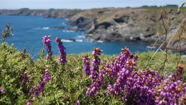 Nature - île photogénique, Belle île en mer, île de Bretagne, Bretagne sud, au large du Golfe du Morbihan