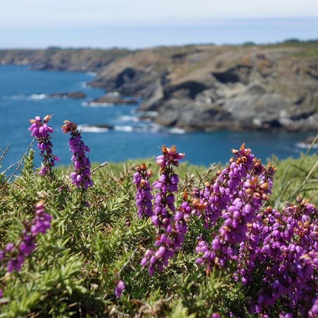 Nature - île photogénique, Belle île en mer, île de Bretagne, Bretagne sud, au large du Golfe du Morbihan